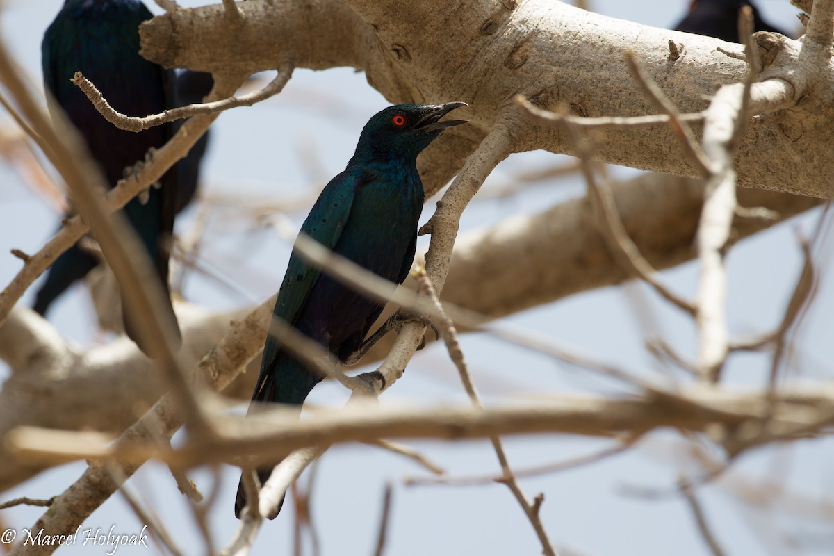 Greater Blue-eared Starling - ML531262461