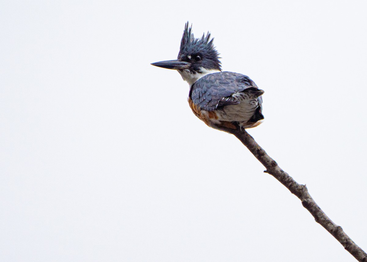 Belted Kingfisher - ML531263161