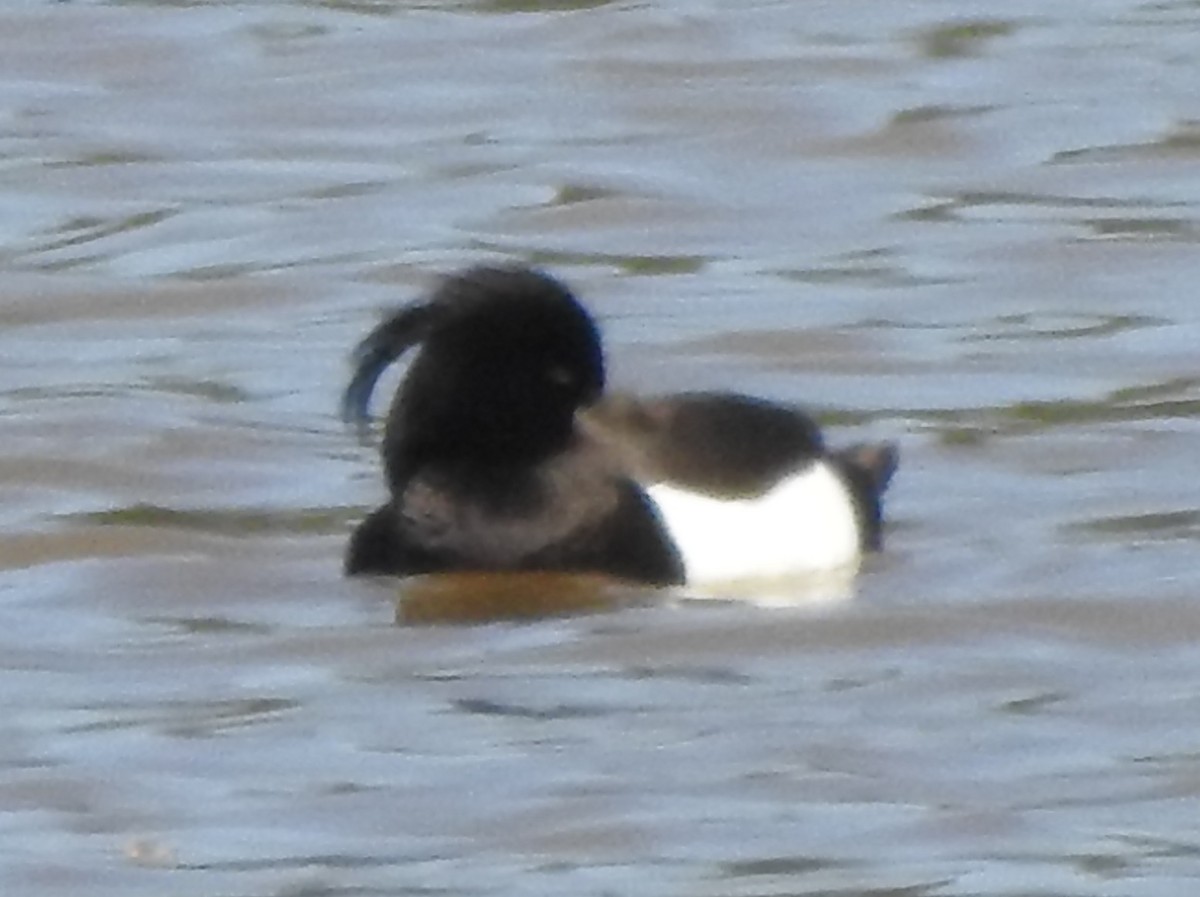 Tufted Duck - ML53126881