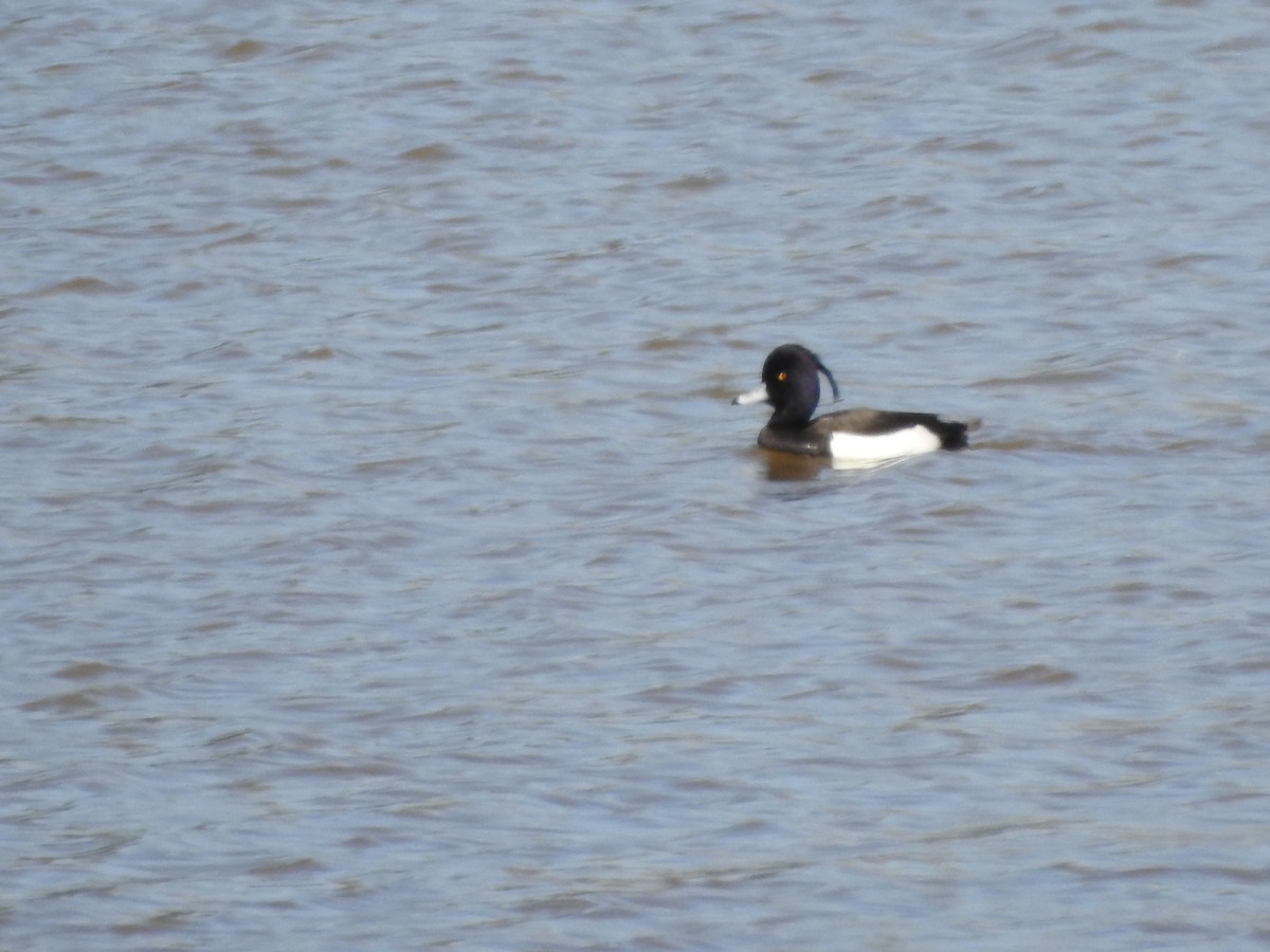 Tufted Duck - ML53126901