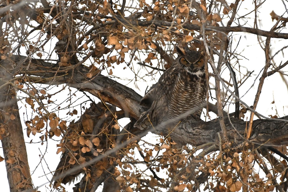 Great Horned Owl - ML531270901