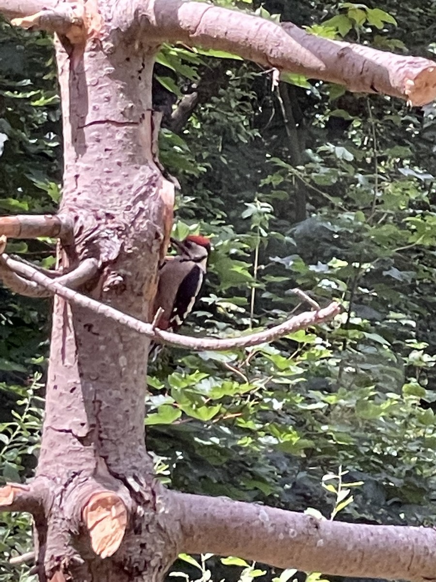 Great Spotted Woodpecker - ML531273781