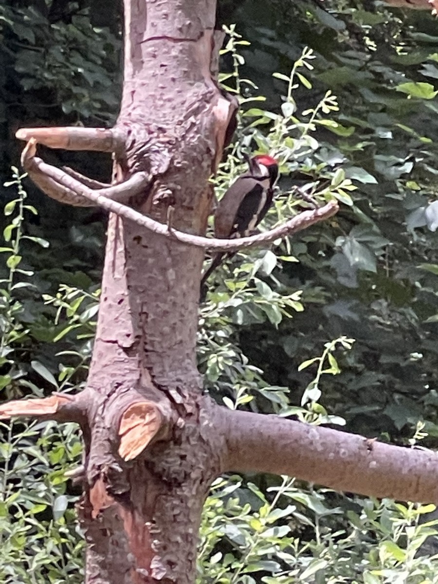 Great Spotted Woodpecker - ML531273791