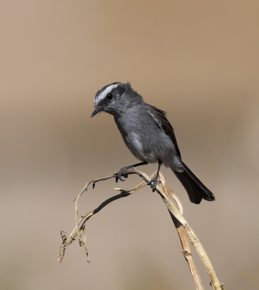 White-browed Chat-Tyrant - ML531274411