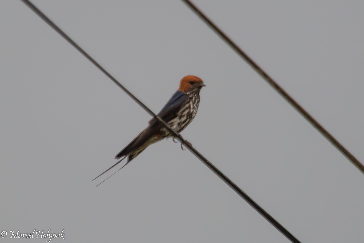 Lesser Striped Swallow - ML531274691