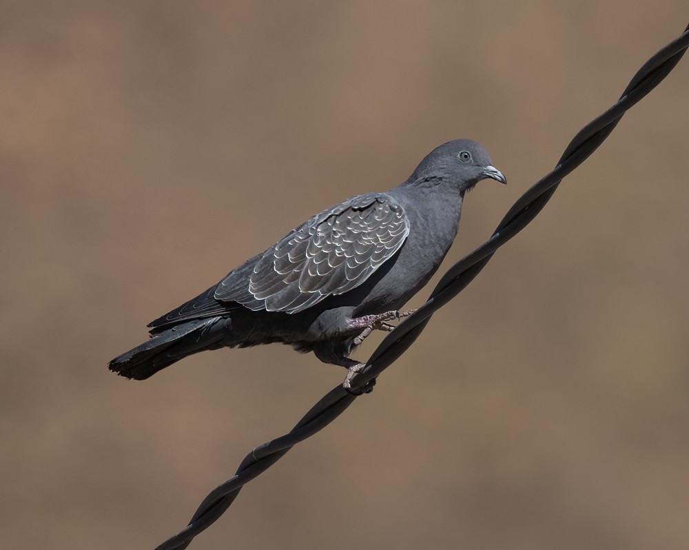 Spot-winged Pigeon - ML531278531