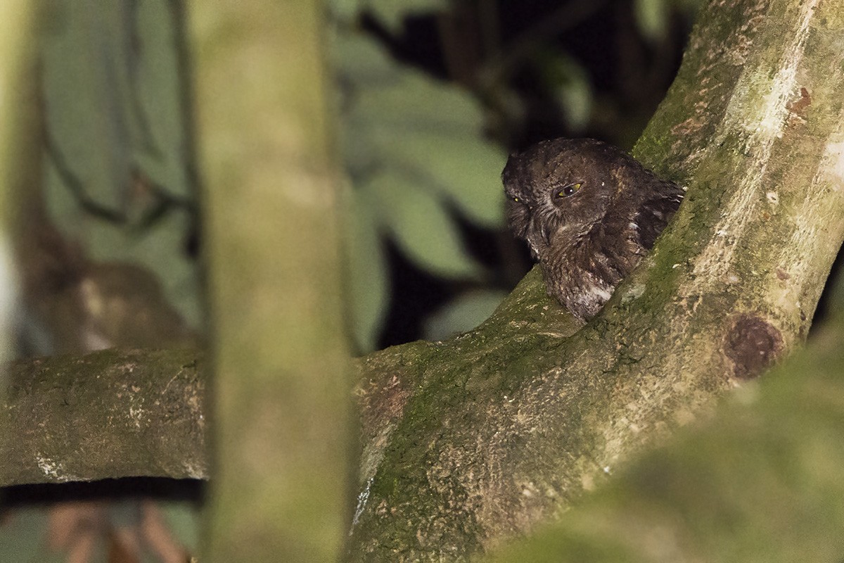 Madagascar Scops-Owl (Rainforest) - ML531279221
