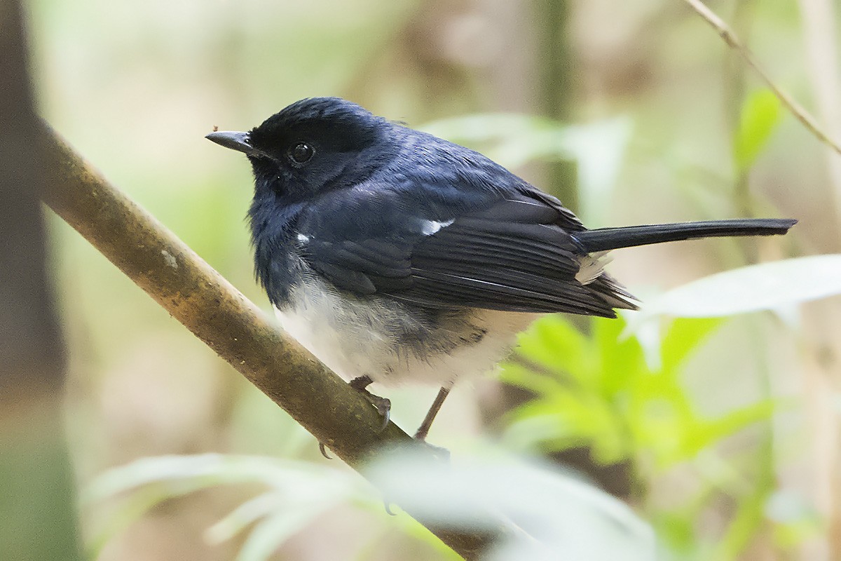 Madagascar Magpie-Robin (White-bellied) - Miguel Rouco