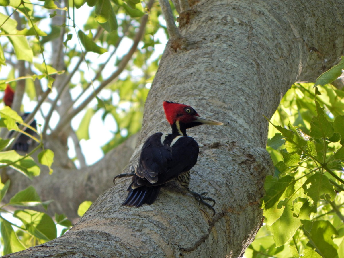 Pale-billed Woodpecker - Aquiles Brinco