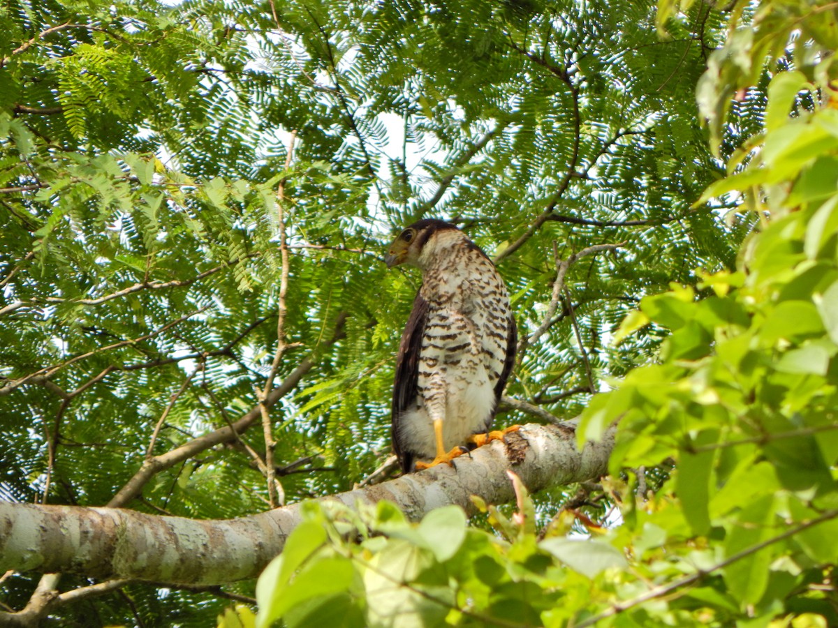 Collared Forest-Falcon - Aquiles Brinco