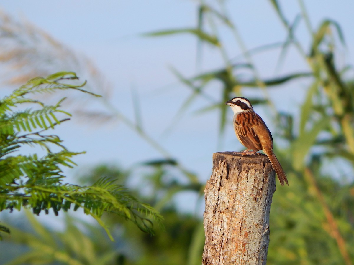 Stripe-headed Sparrow - ML531297591