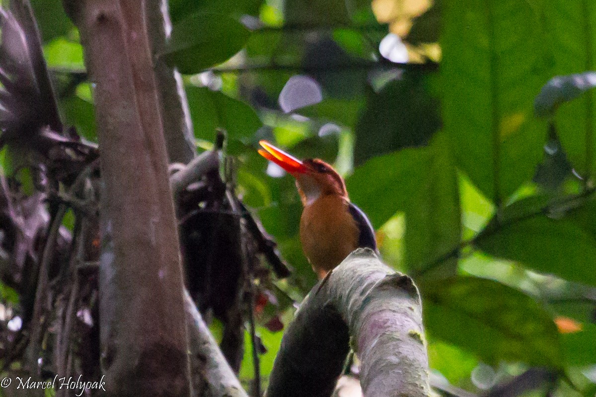 African Dwarf Kingfisher - ML531297701