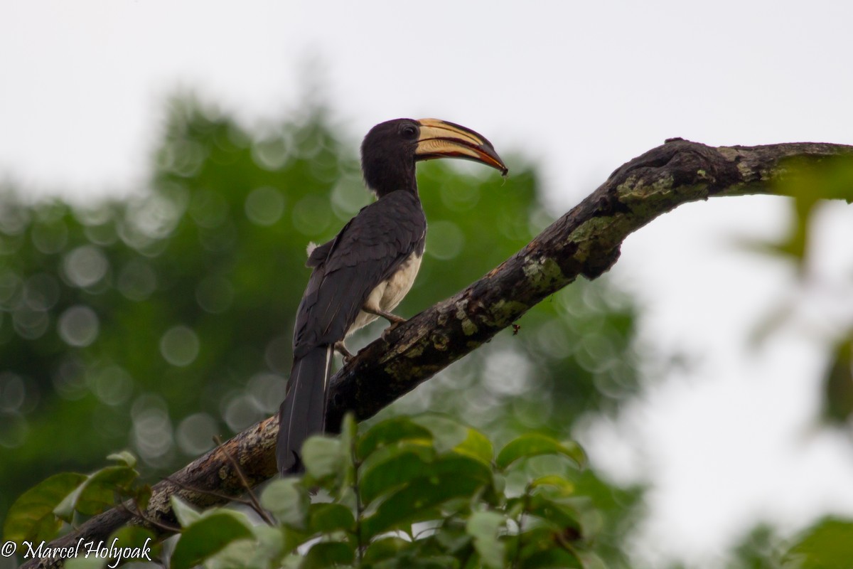 Congo Pied Hornbill - ML531297781