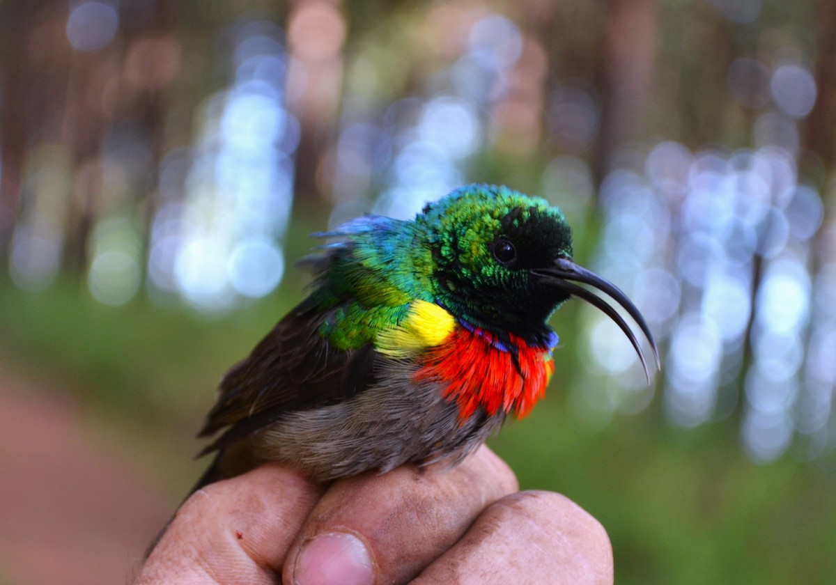 Southern Double-collared Sunbird - ML531300901