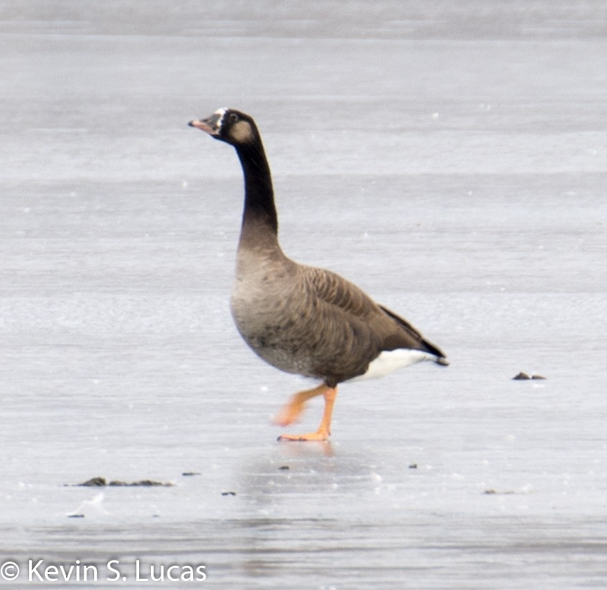 Domestic goose sp. x Canada Goose (hybrid) - ML531307941
