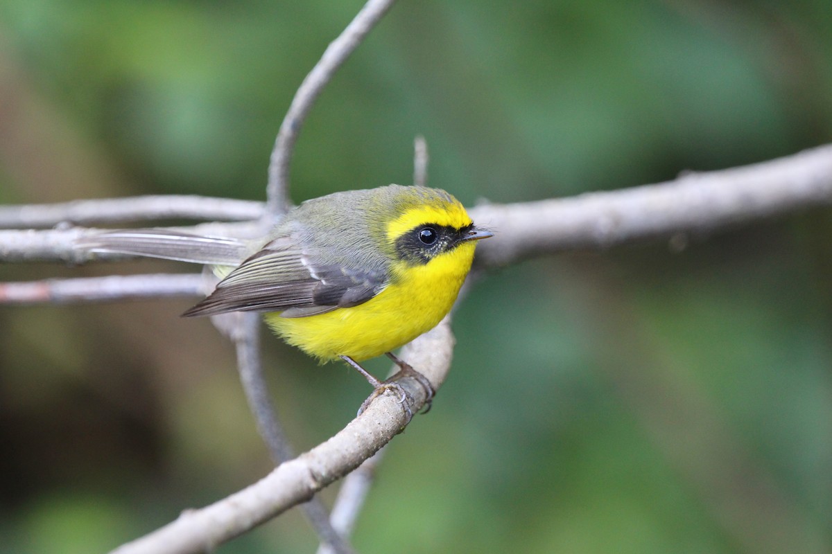 Yellow-bellied Fairy-Fantail - ML531309841