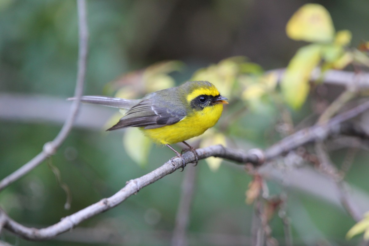 Yellow-bellied Fairy-Fantail - ML531309921