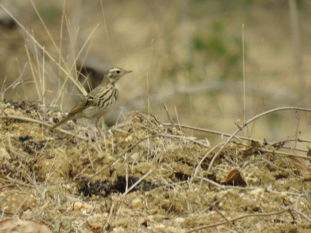 Olive-backed Pipit - ML53131121
