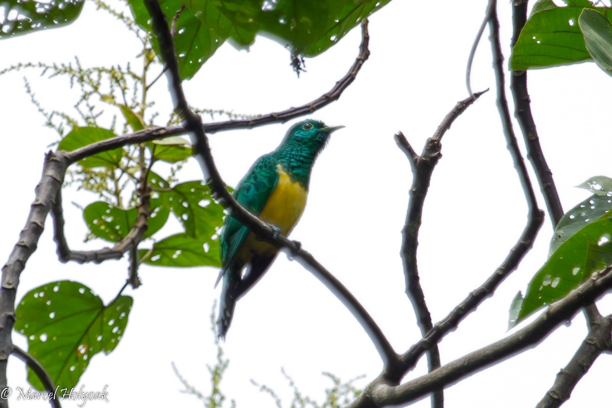 African Emerald Cuckoo - ML531311571