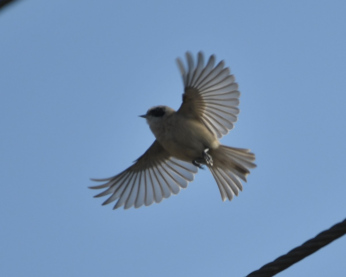 Pájaro Moscón Coronado - ML531312171