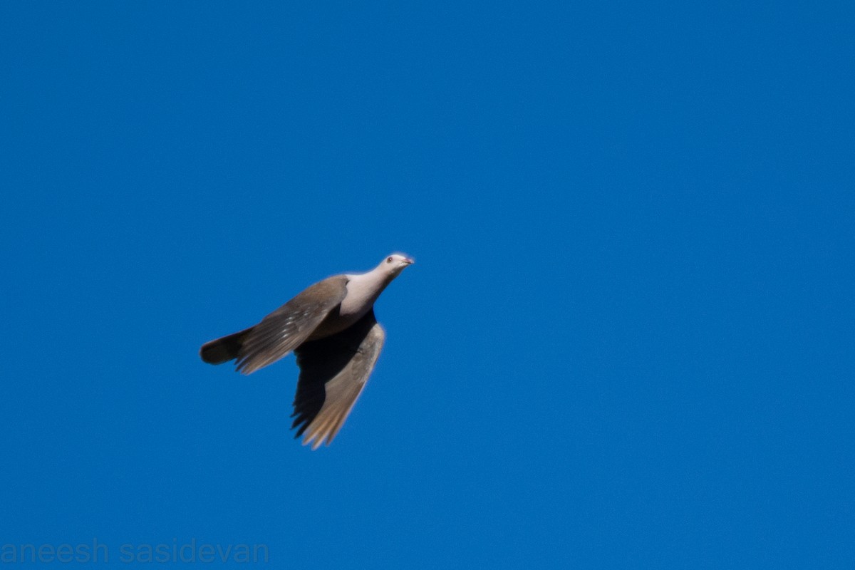 Malabar Imperial-Pigeon - Aneesh Sasidevan