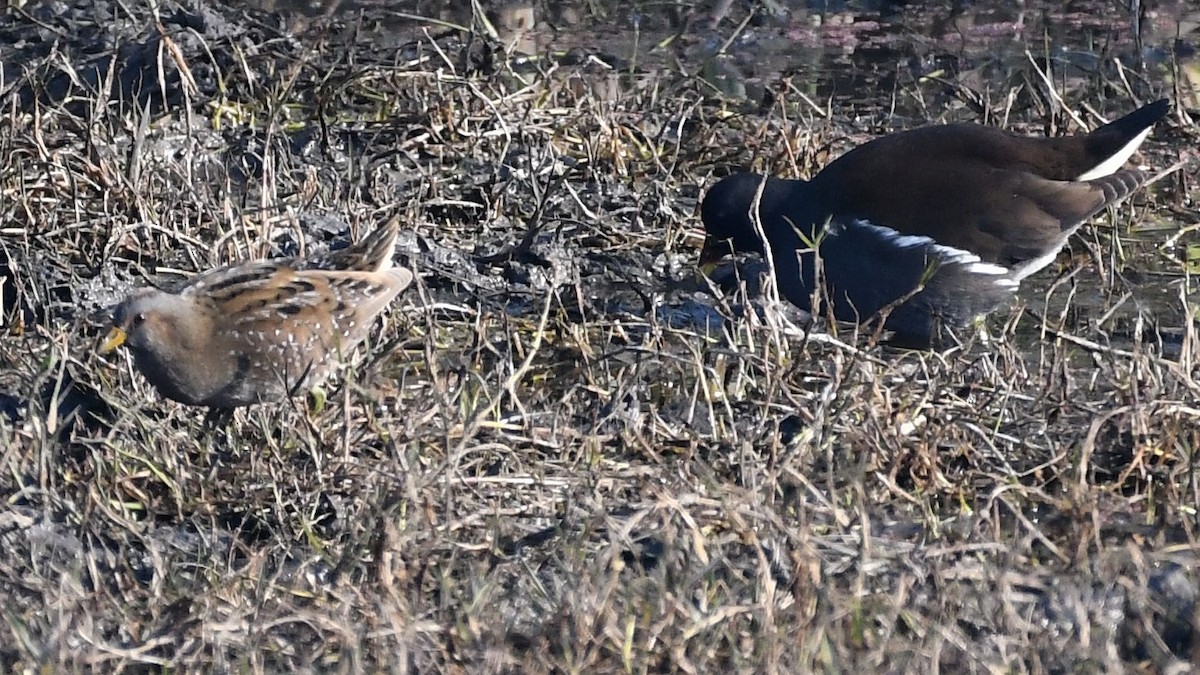 Spotted Crake - ML531312951