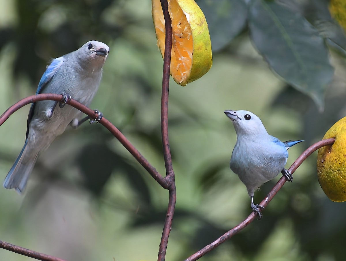 Blue-gray Tanager - ML531317031