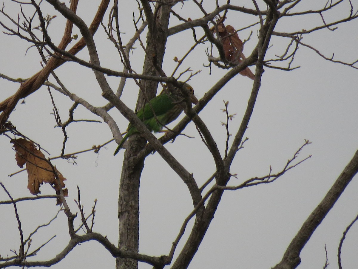 Lineated Barbet - ML53131971