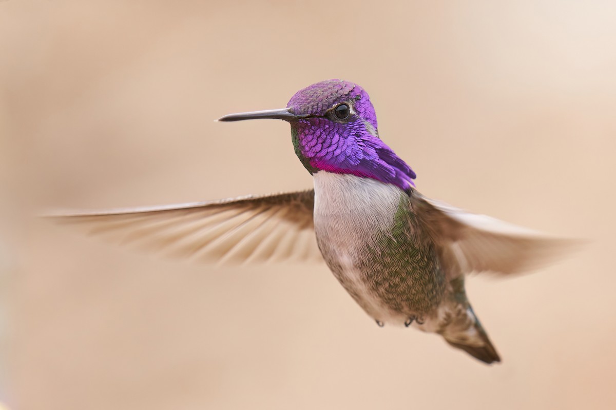 Costa's Hummingbird - ML531320941