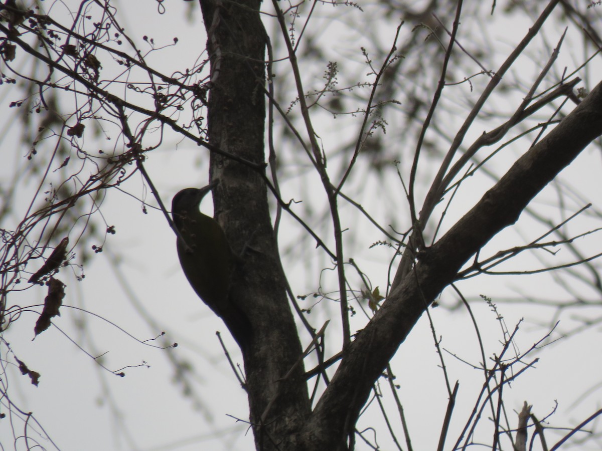 Gray-headed Woodpecker - ML53132211
