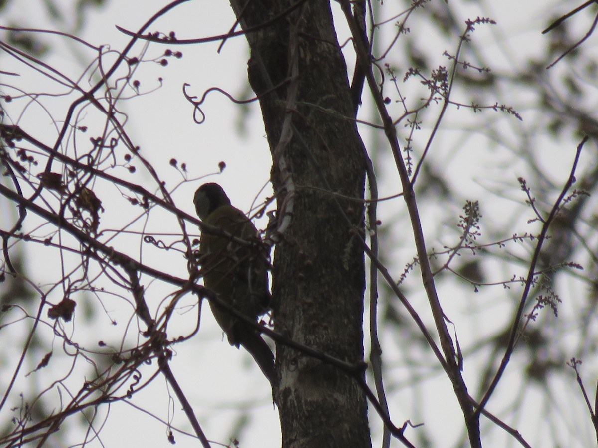 Gray-headed Woodpecker - ML53132221