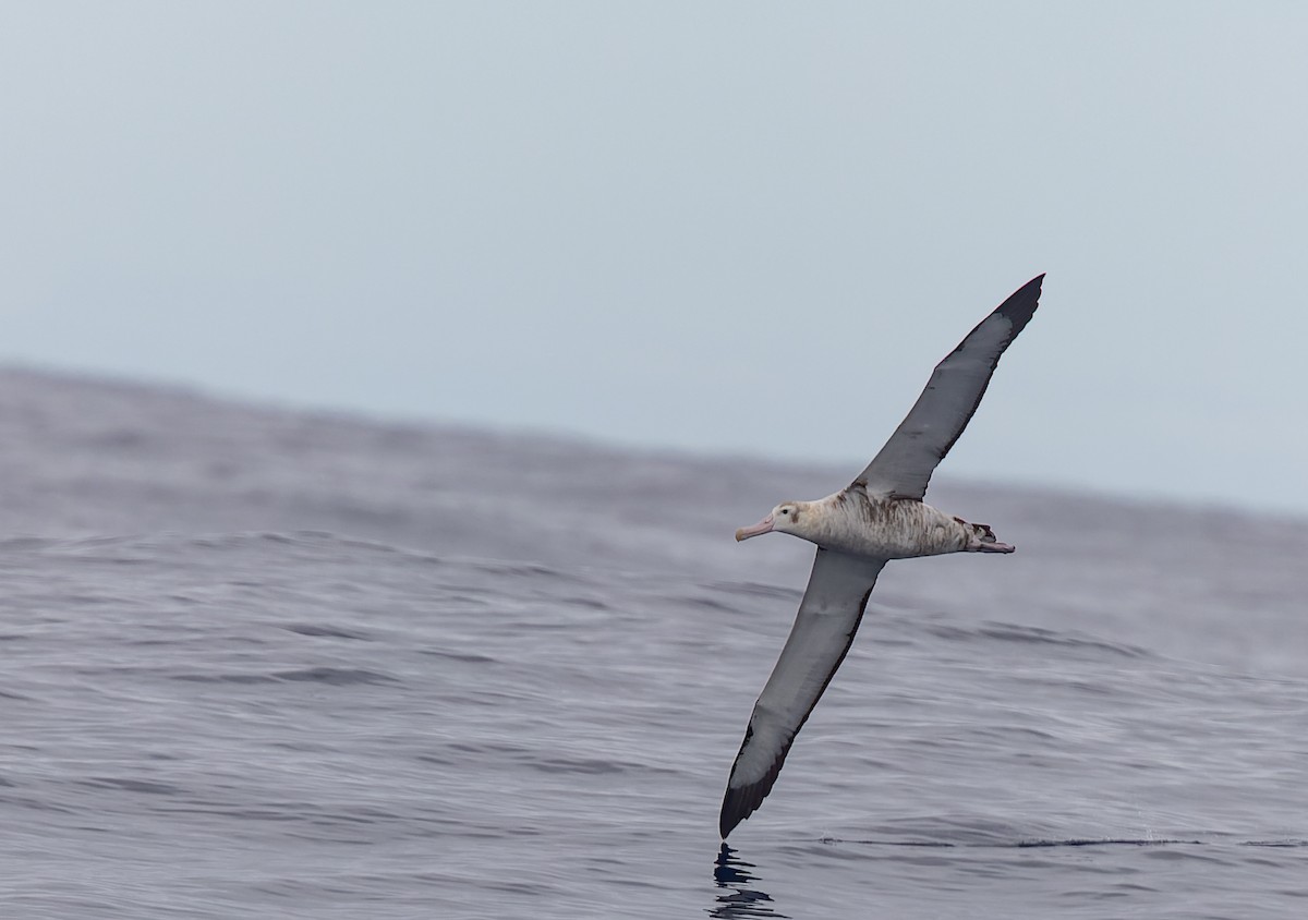 Wandering Albatross (Snowy) - ML531326281