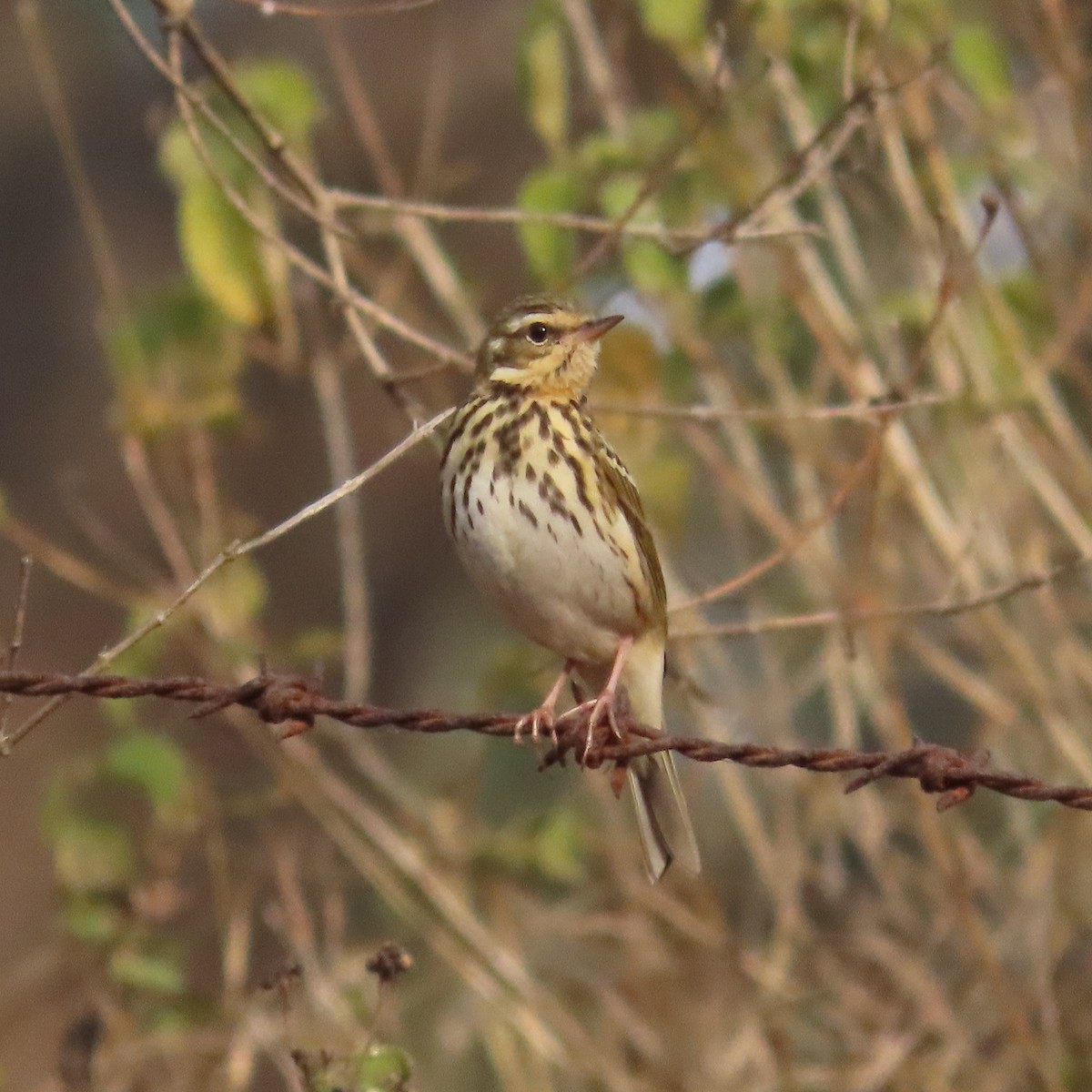 Olive-backed Pipit - ML531328691