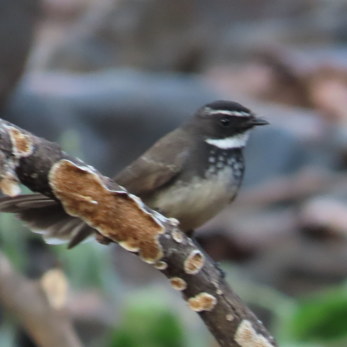 Spot-breasted Fantail - ML531330151