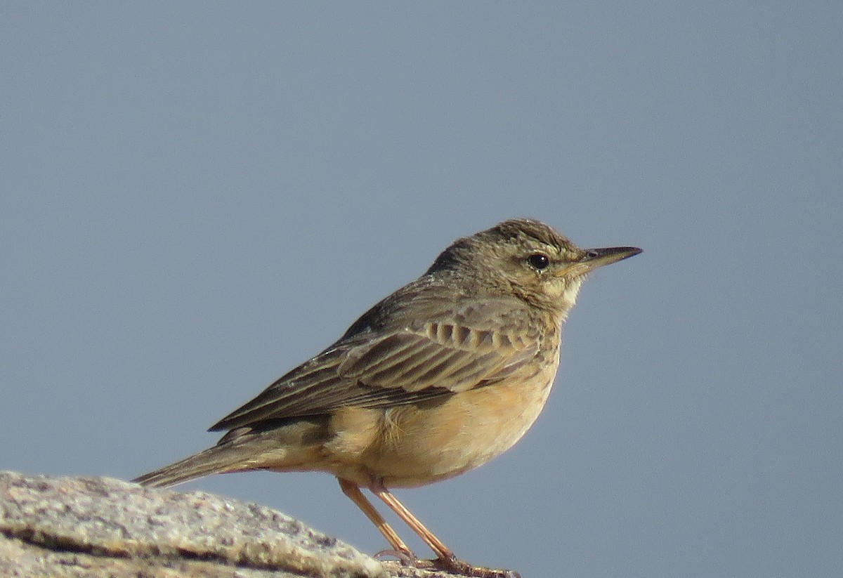 Long-billed Pipit (Indian) - ML531336481