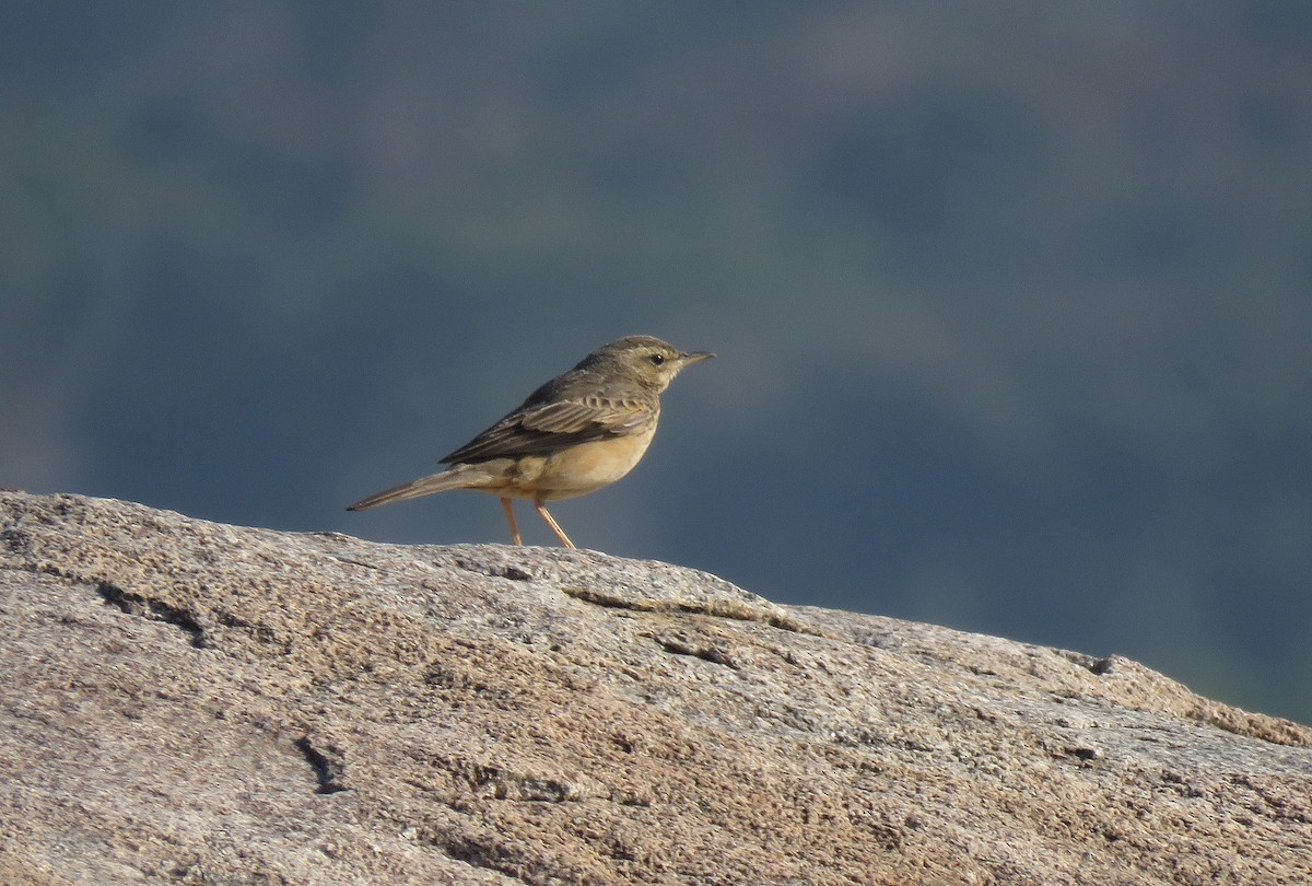Long-billed Pipit (Indian) - ML531336491
