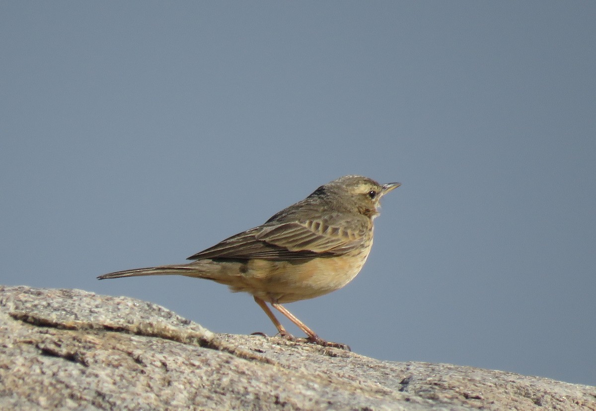 Long-billed Pipit (Indian) - ML531336501