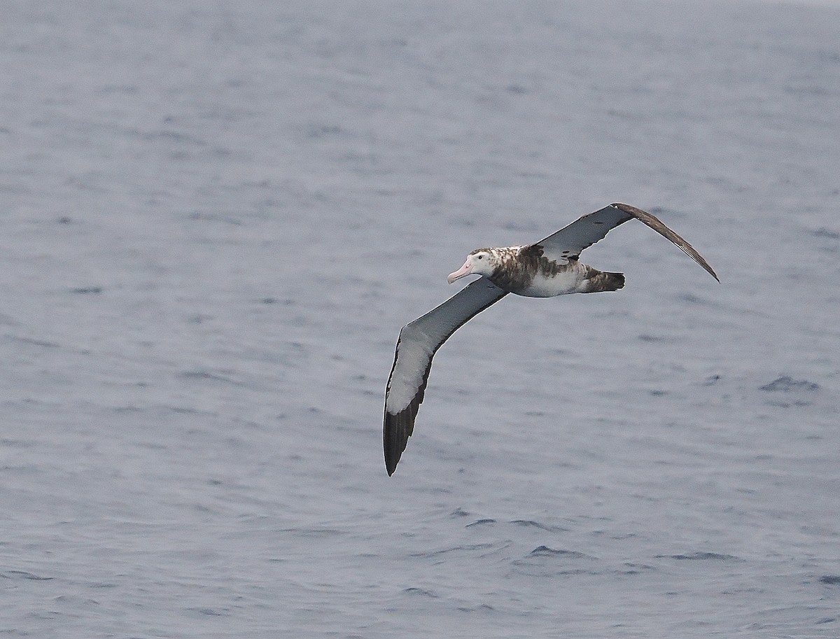 Wandering Albatross (Gibson's) - ML531338471
