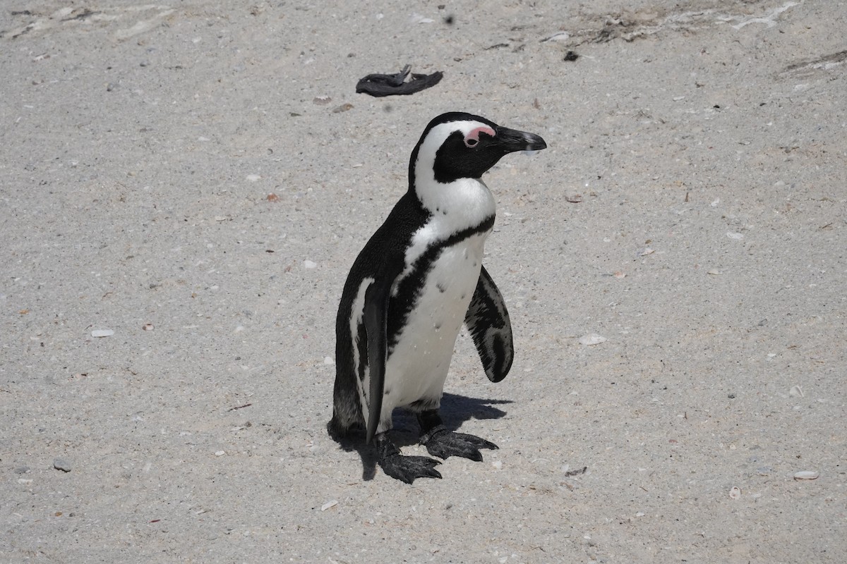 African Penguin - ML531340131