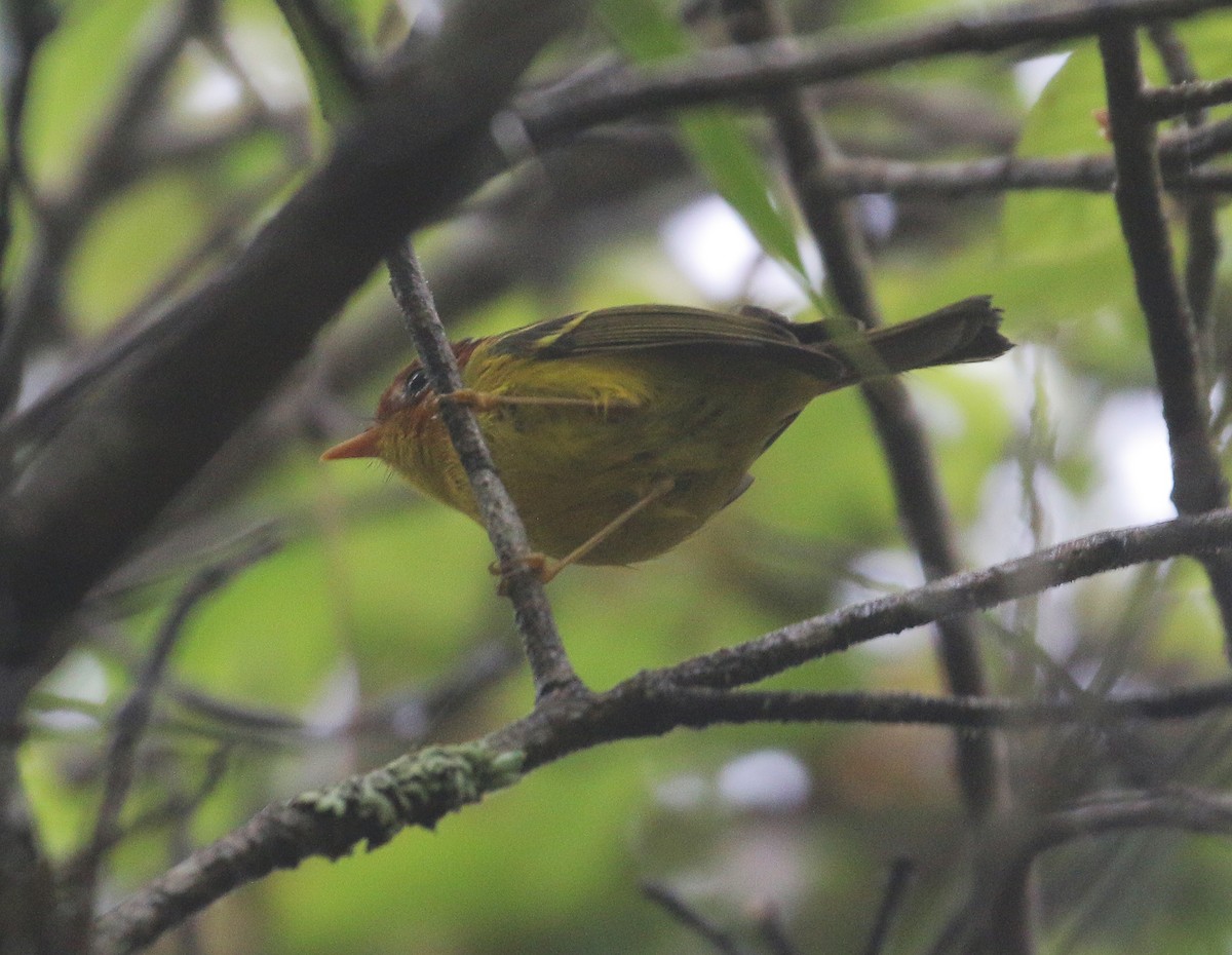 Yellow-breasted Warbler - Neoh Hor Kee