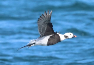 Long-tailed Duck, ML531350591