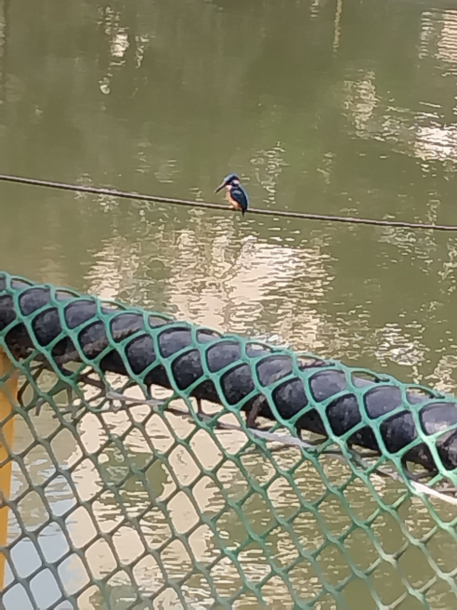 Common Kingfisher (Common) - ML531355011