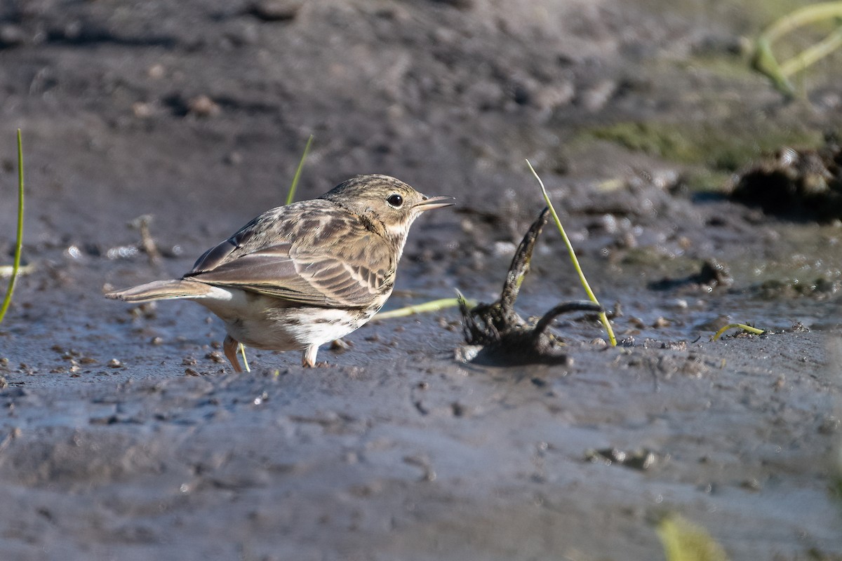 Meadow Pipit - ML531366331