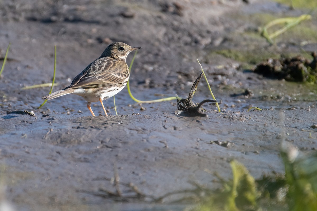 Meadow Pipit - Ana Amaral
