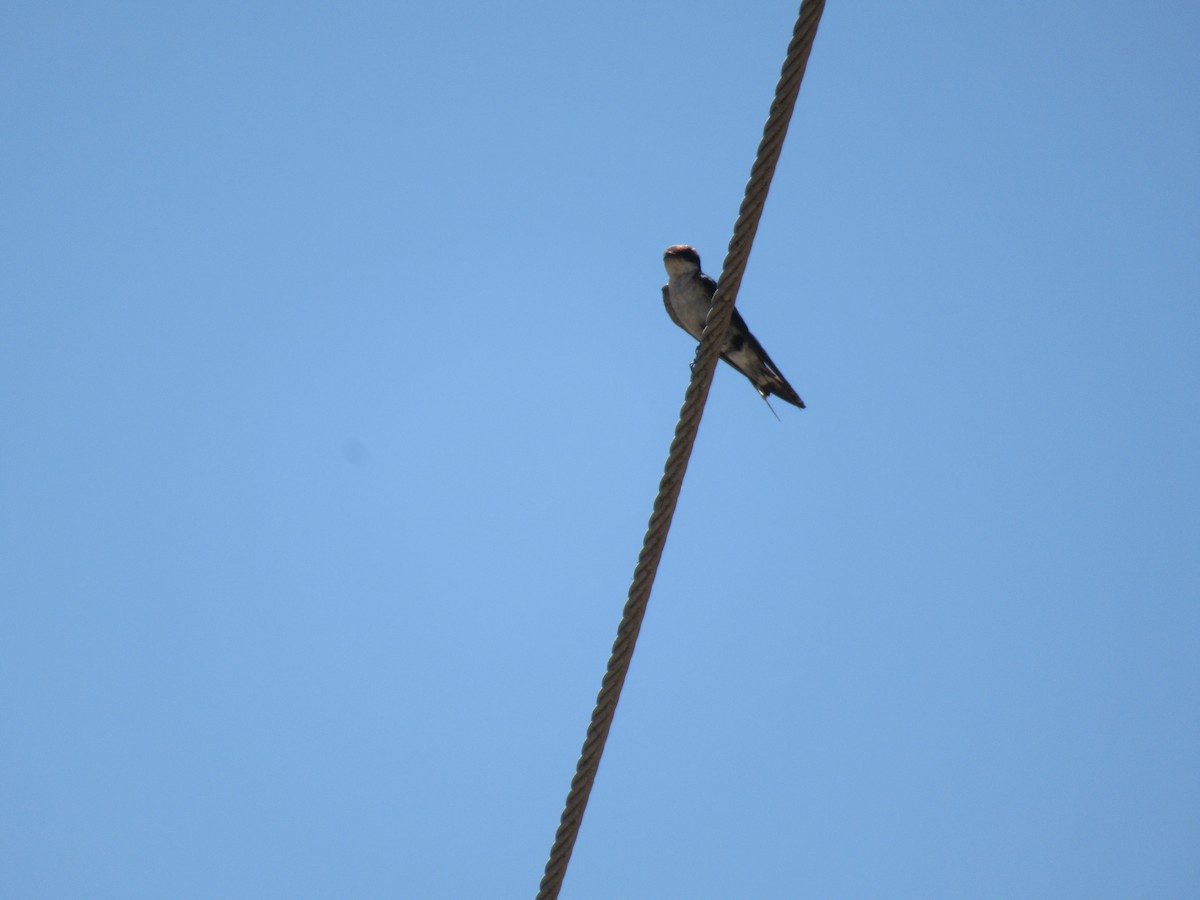 Wire-tailed Swallow - Kathleen Jean-Pierre