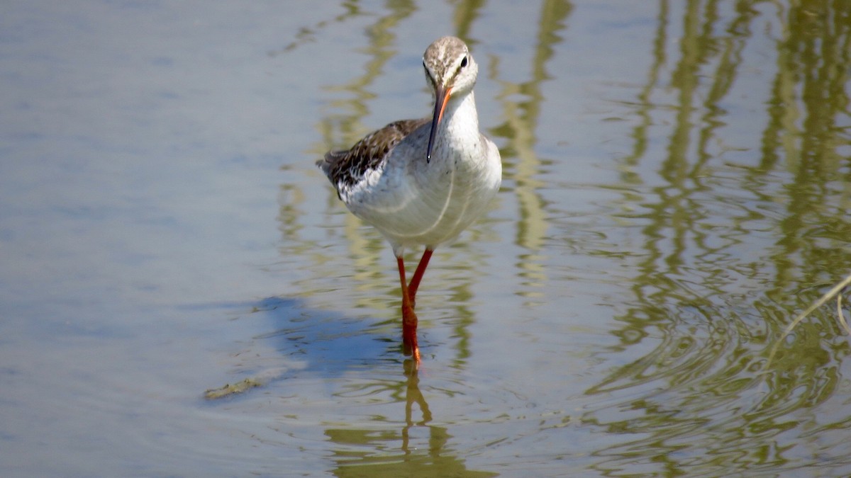 Spotted Redshank - ML53136891