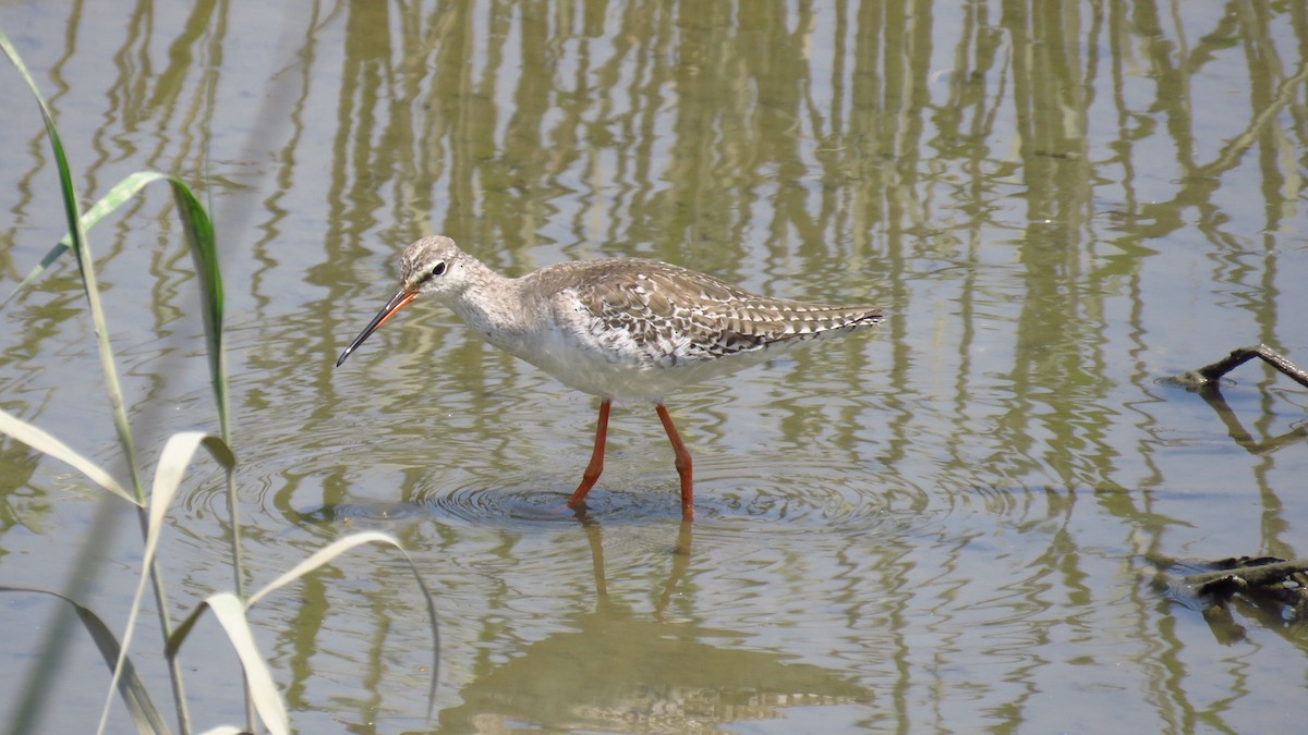 Spotted Redshank - ML53136901