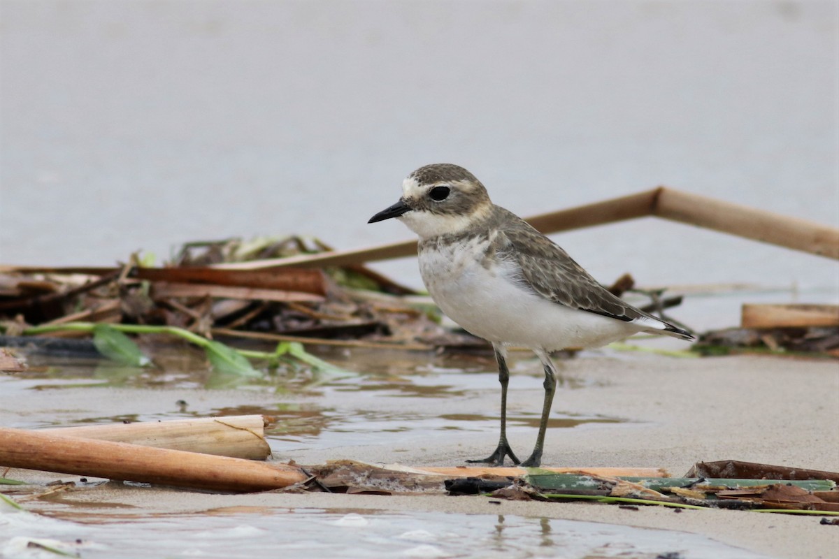 Double-banded Plover - Hans Wohlmuth
