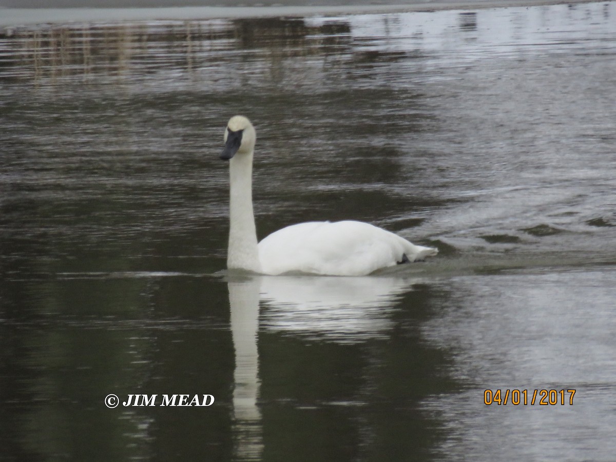 Trumpeter Swan - Jim Mead