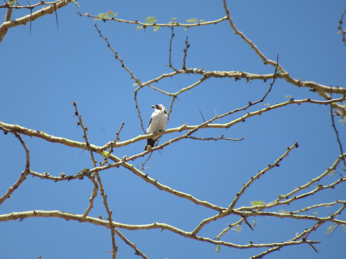 White-browed Sparrow-Weaver - Kathleen Jean-Pierre